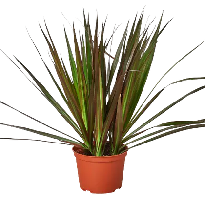 Dracaena Marginata Magenta