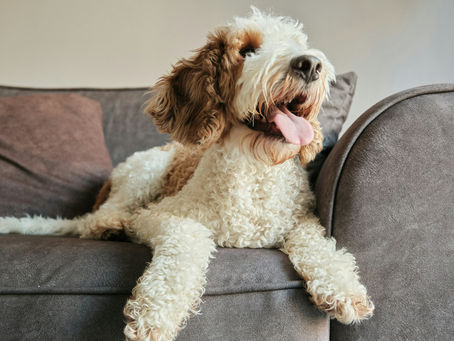 Relaxed dog at home receiving care from a pet sitter