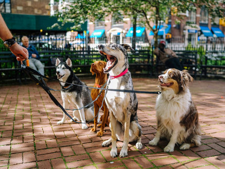 a dog walker holding leashes with four happy dogs sitting on red brick pavers in a Canadian park