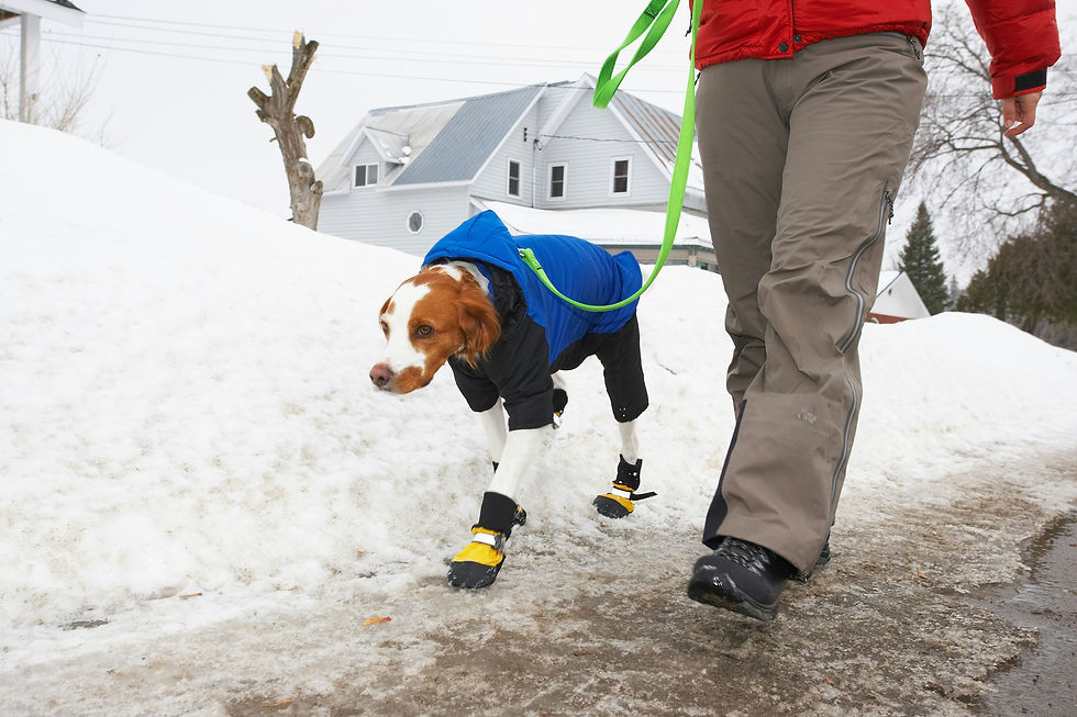 Un chien heureux marchant dans la neige lors d'une promenade hivernale au Canada avec son gardien.