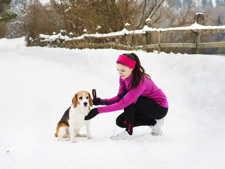Female pet sitter playing in the snow with a dog.