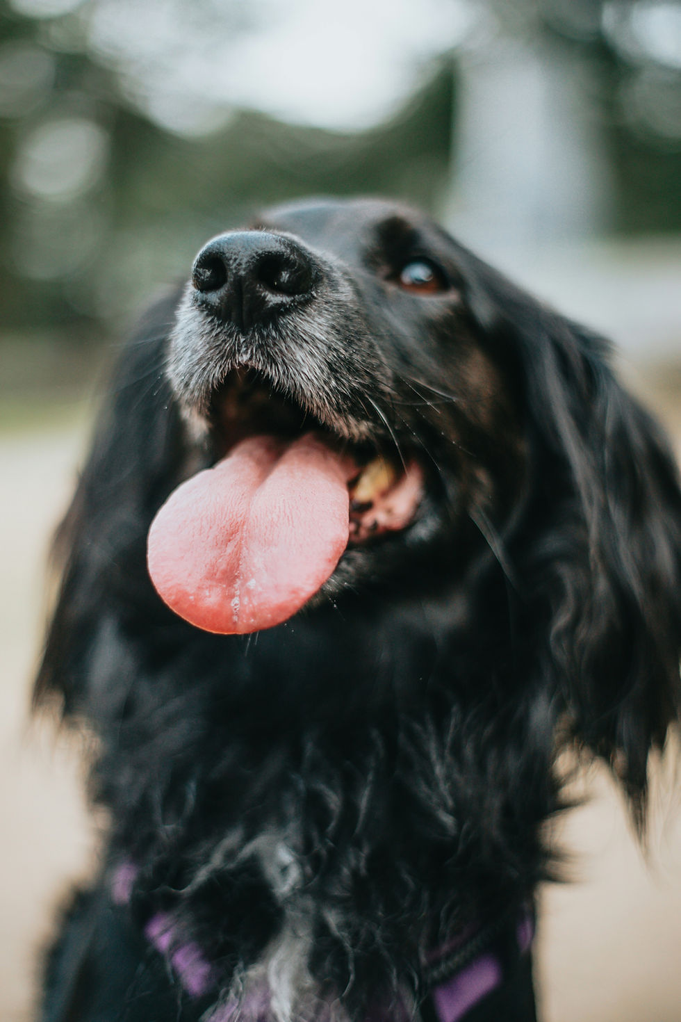 Chien stressé avant une garde