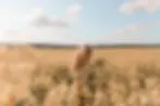 how does manifesting work - woman in the fields