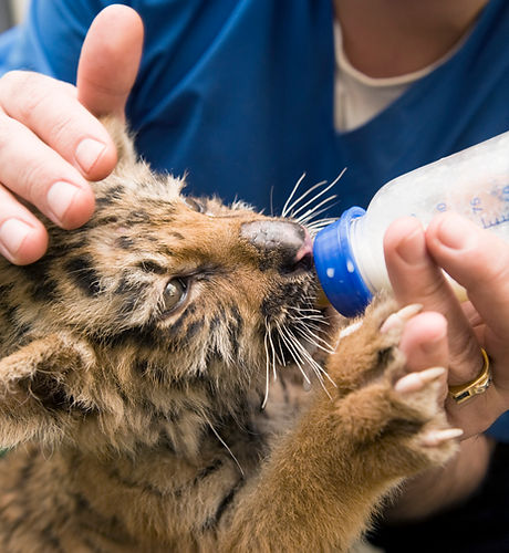 Baby Tiger