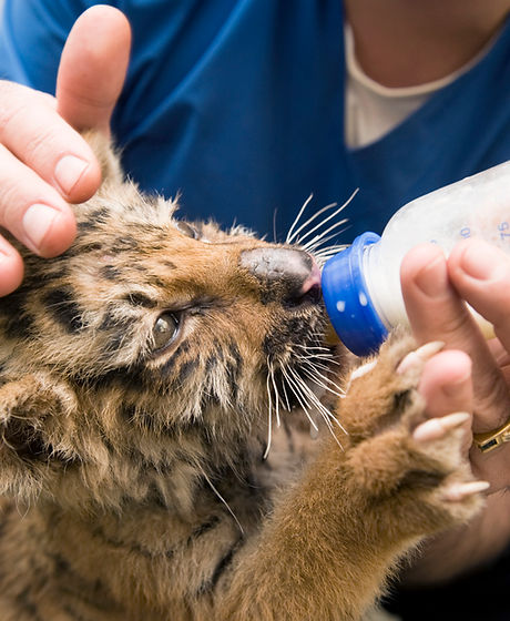 Baby Tiger