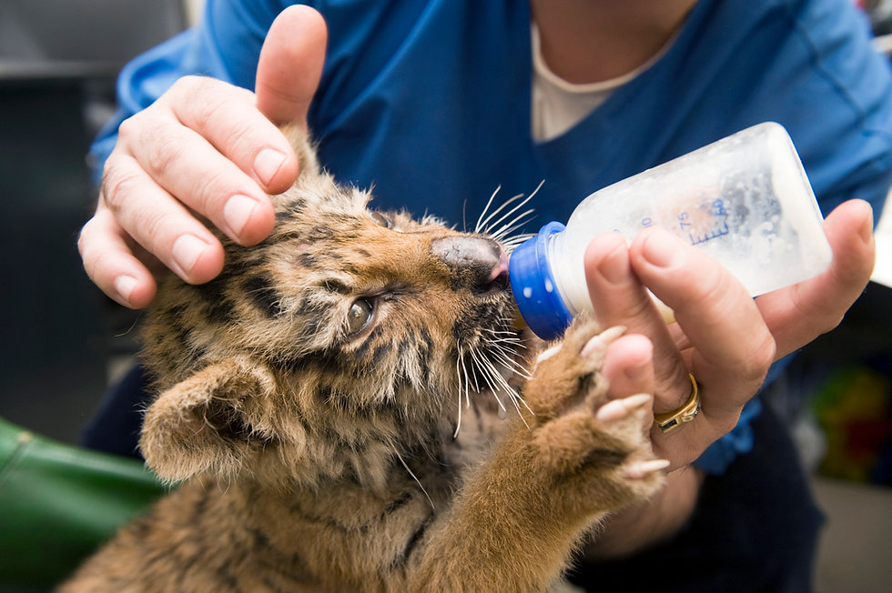 Baby Tiger