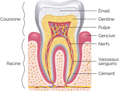 anatomie dent couronne dentine email