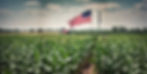 corn farm in america with usa flag flying far in the distance.jpg