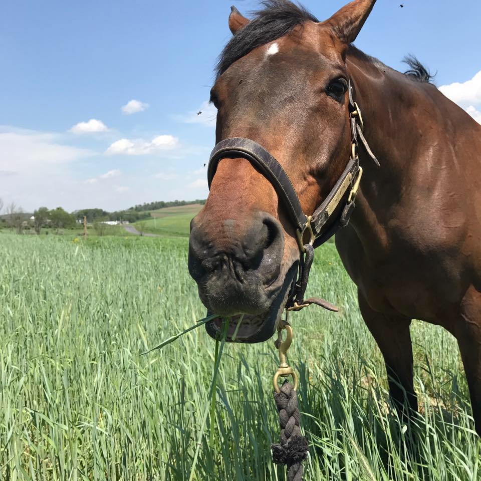 Hay for sale New York Horse Hay NY Hay Sales