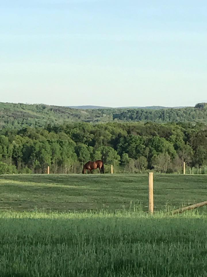 Hay for sale New York Horse Hay NY Hay Sales