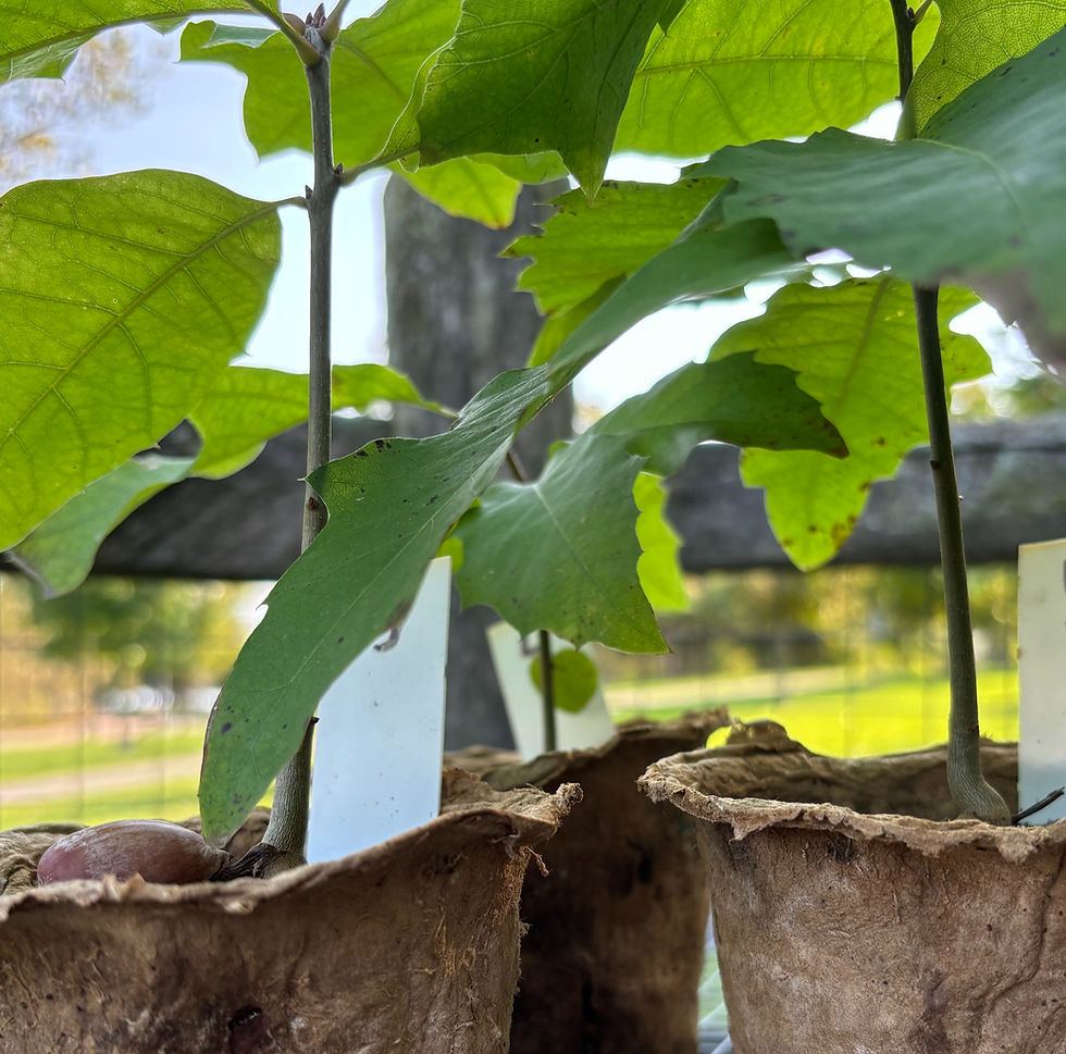 Native Oak Alliance in Ashbridge Bay