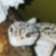 Leopard Gecko