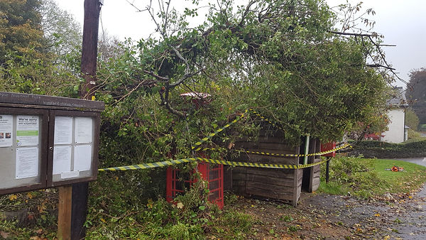 bus stop meets tree 3.jpg