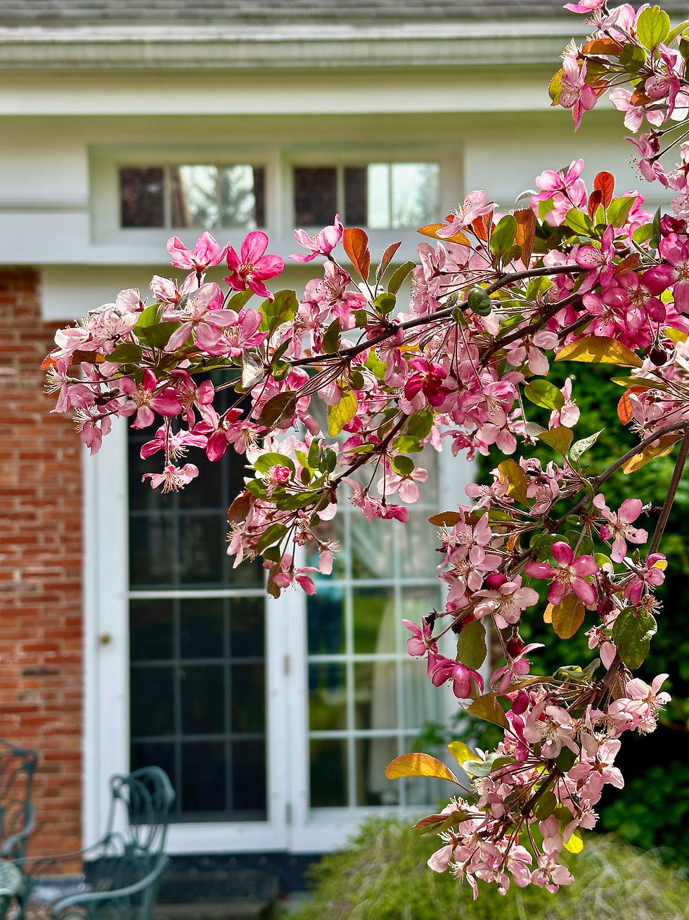Our back yard in May