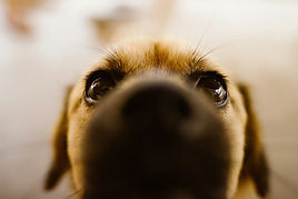 Hund im Detail - Futteranalyse inklusive individueller Anpassung