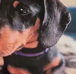 dexter.webp