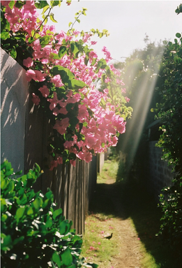 view of a pathway lit by sunlight. pink flowers are in view on the left side of the photo and a small bird is basking in the ray of sunlight in the middle of the path.