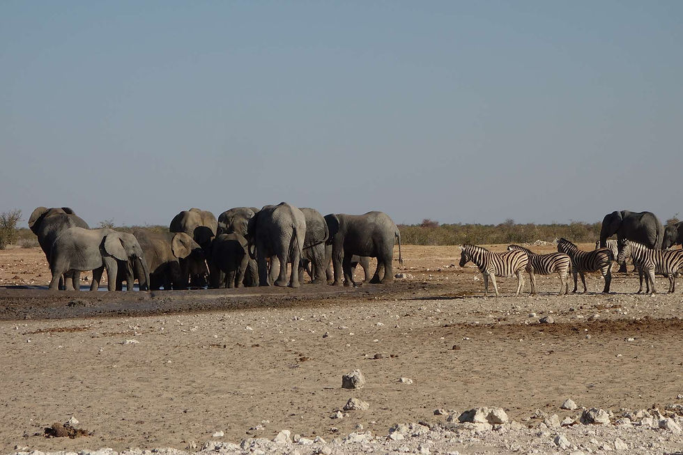 Les éléphants d'abord!