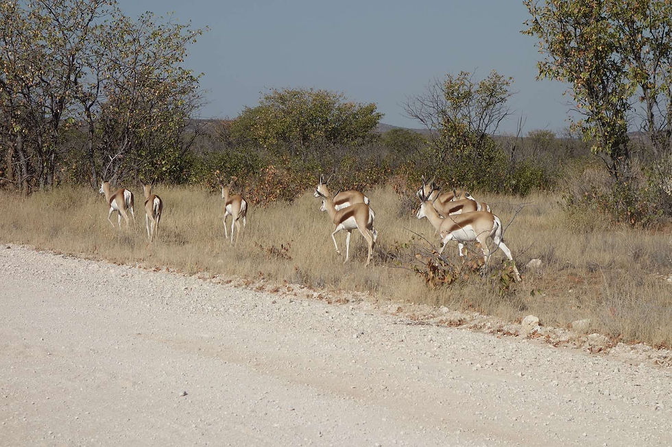 Springboks