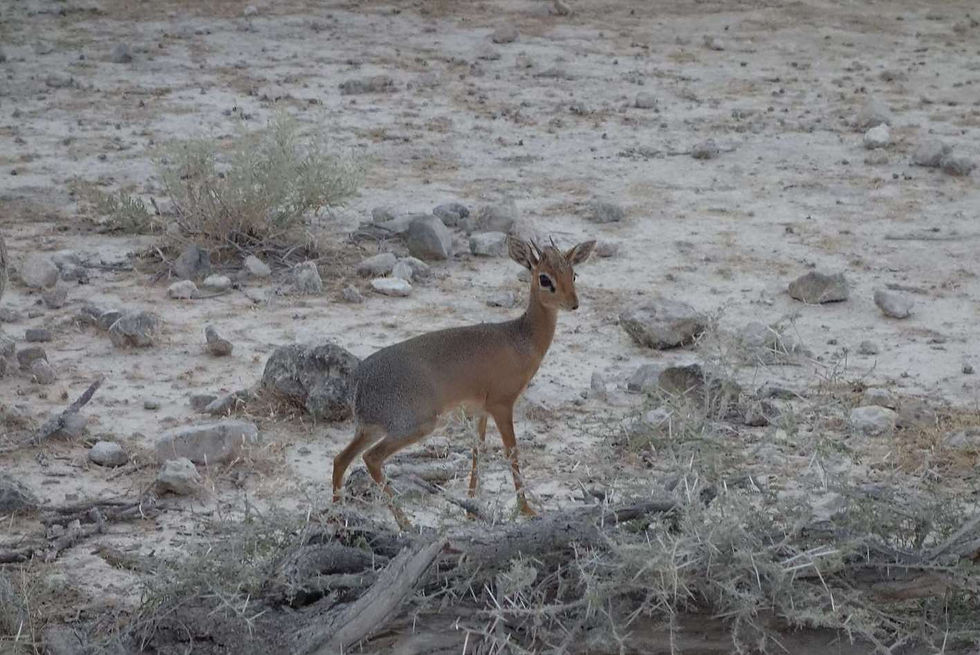 Dik dik antilope naine