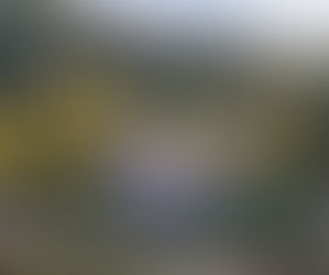 Spacious Cabins in Idaho for Large Groups: Where Comfort Meets Adventure