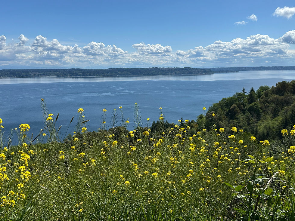 Panoramic view of Puget Sound with yellow wildflowers