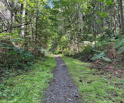 Forest trail path through lush green woods
