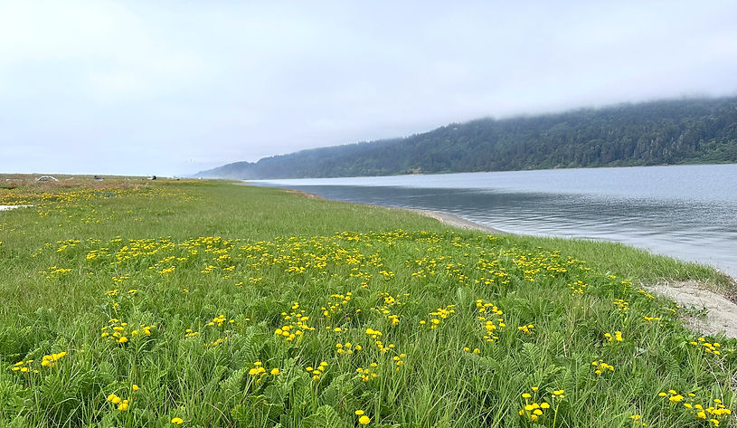 Yellow wildflowers blooming near calm ocean inlet