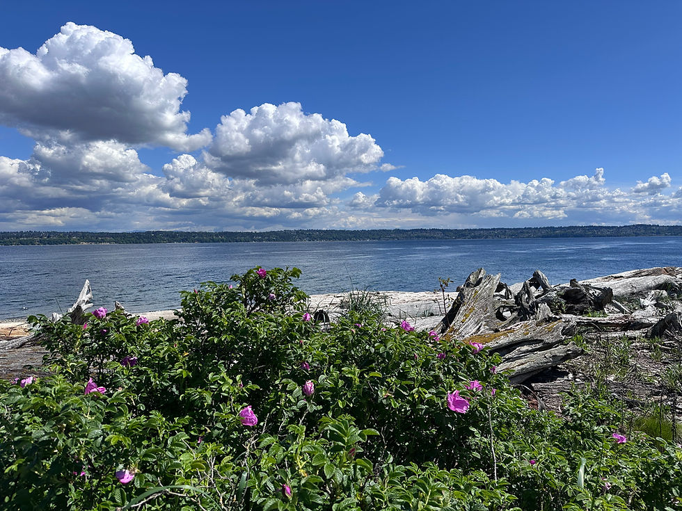 Pink roses and driftwood by Puget Sound