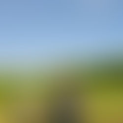 Allinone Cote Terbukti Tingkatkan Bobot Bawang Merah Hingga 12% di Nganjuk: Hasil Demplot Nyata!