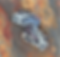 Bronc Match Belt Conchos