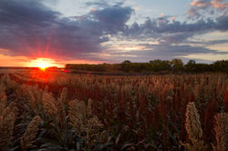 Pheasant habitat in South Dakota