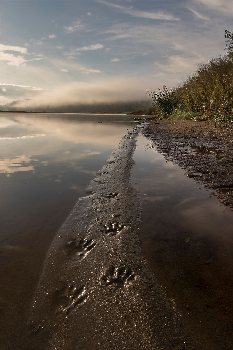 Raccoon tracks on a sandbar