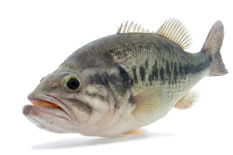 largemouth bass,sam stukel,2021-8.JPG