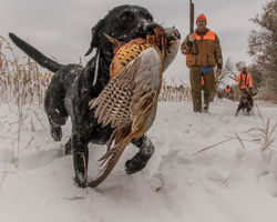 Black lab retrieve.