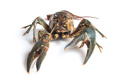 Northern (virile) crayfish