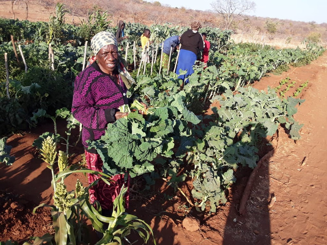 Update on the Falls Famine Appeal