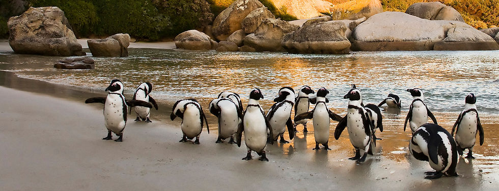 Cape Town - The Commodore Hotel