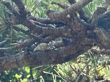 2022.06.03　松の枝にアマガエル