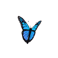 200w.gif