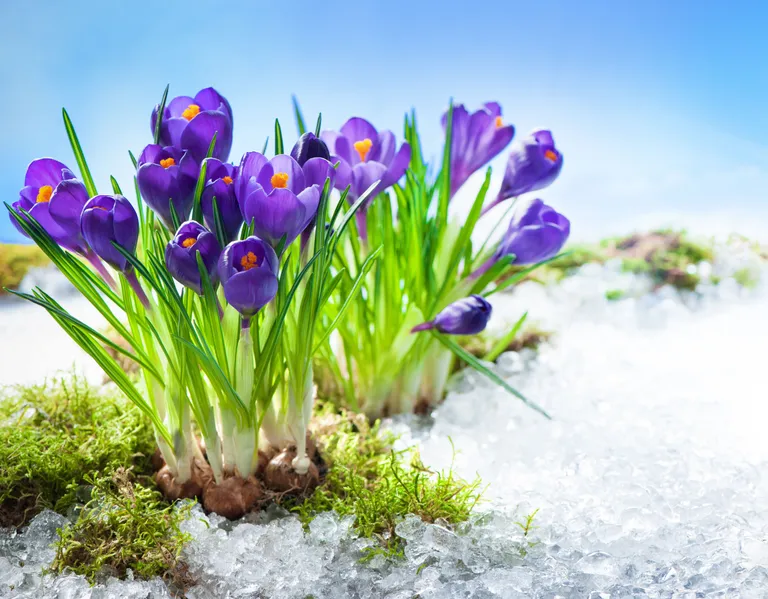 wintereinbruch-maerz-fruehling-winterwetter-maerz-wetter-wetterprognose-315501-1_768.webp