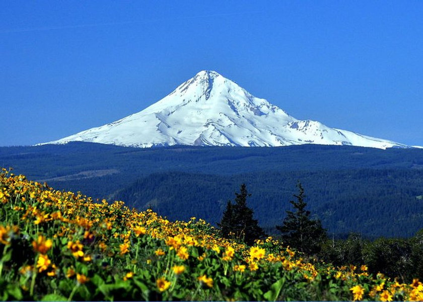 mount-hood-and-spring-flowers-pepper-link.jpeg