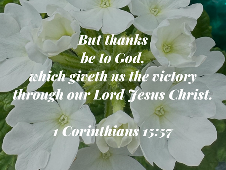 When I Thought It Was Gone… It Bloomed