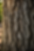Close-up of a strong oak tree trunk showing texture, stability, endurance, and strength formed over time.