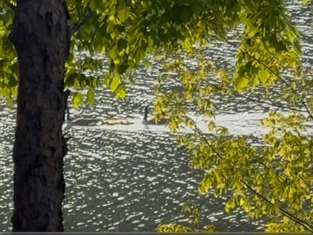Goose family swimming on water, representing God’s faithfulness and answered prayer