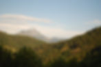 Paisaje de pinos en Mesa del Oso