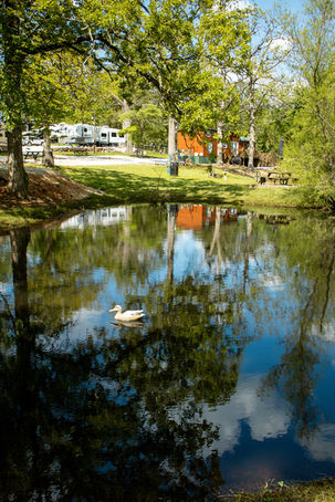 Duck swimming in a pond reflecting trees and sky; rv parks in joplin missouri