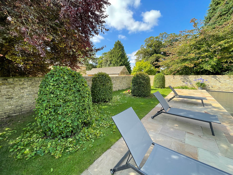 beech hedge during hedge cutting