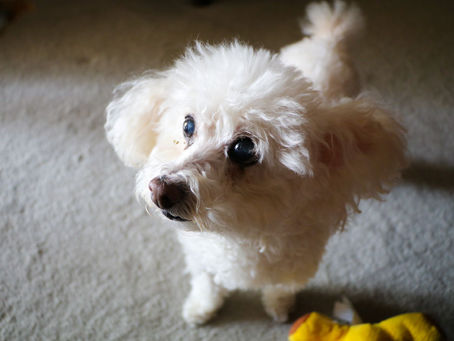 Lulu and me: A dog's pandemic journey