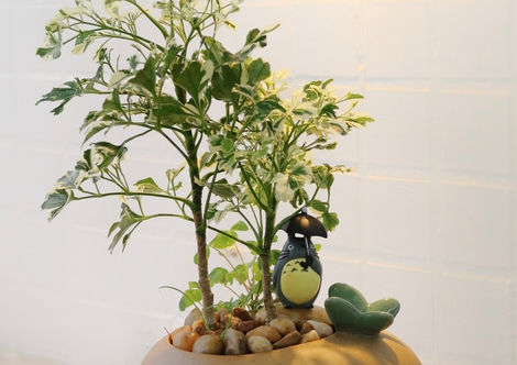 bonsai